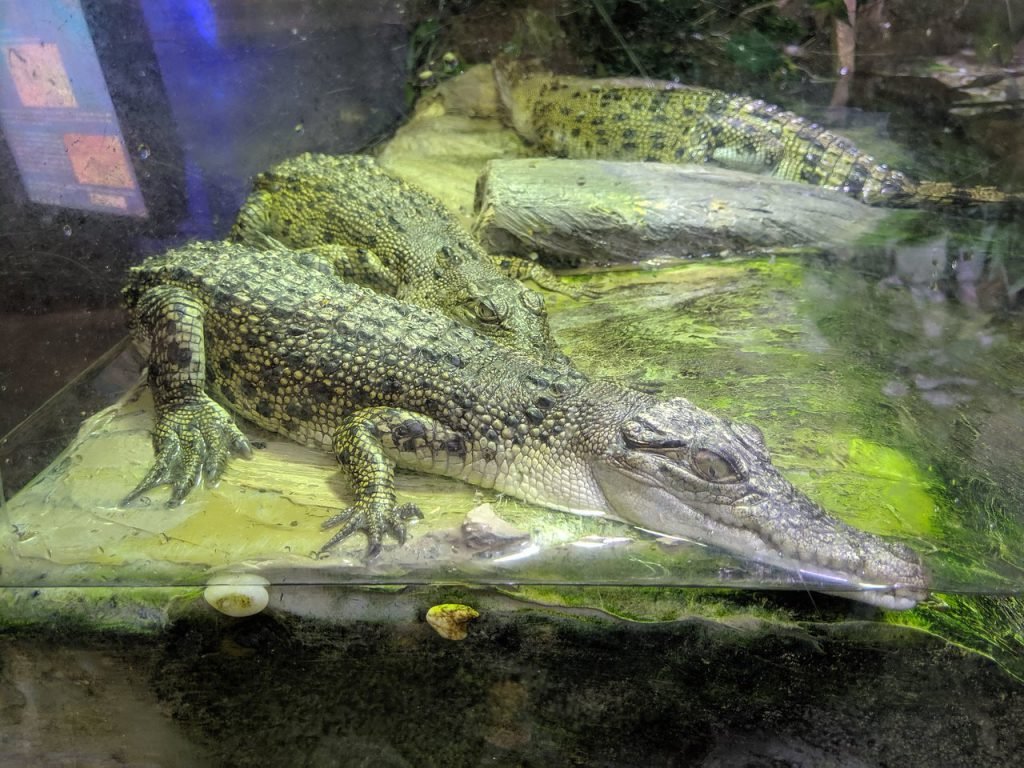 Overnight things to do in dubai - underwater zoo