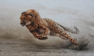 Leopard