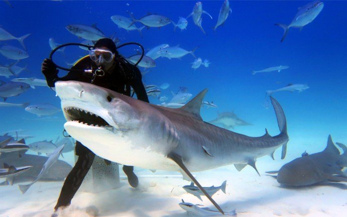 Dubai Mall Shark Dives