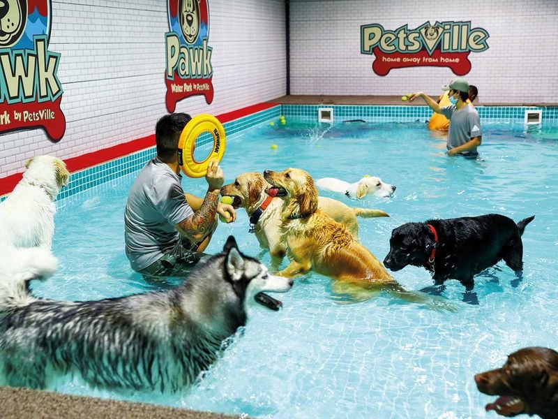 Dubai Now Has A Water Park Option For Dogs Thanks To Petsville