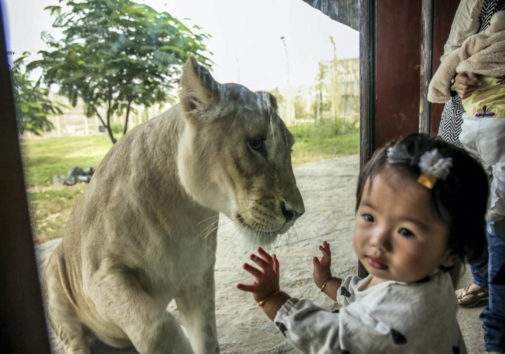 Dubai Safari Park To Reopen After 2-Year's Closure - Date