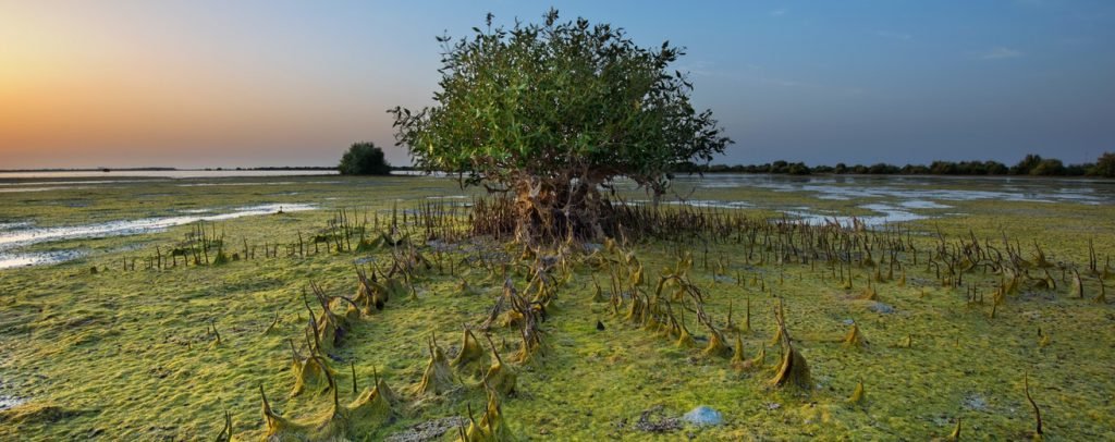 Umm Al Quwain UAE Road Trip Destination