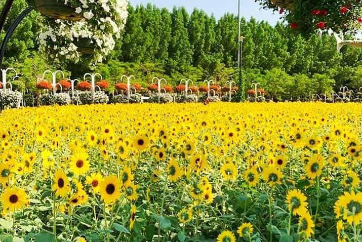 Dubai Miracle Garden: Location, Timing & Tickets