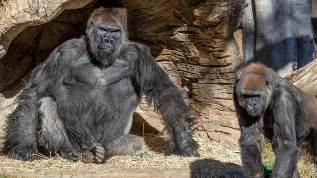 Gorilla at Safari Park Dubai 