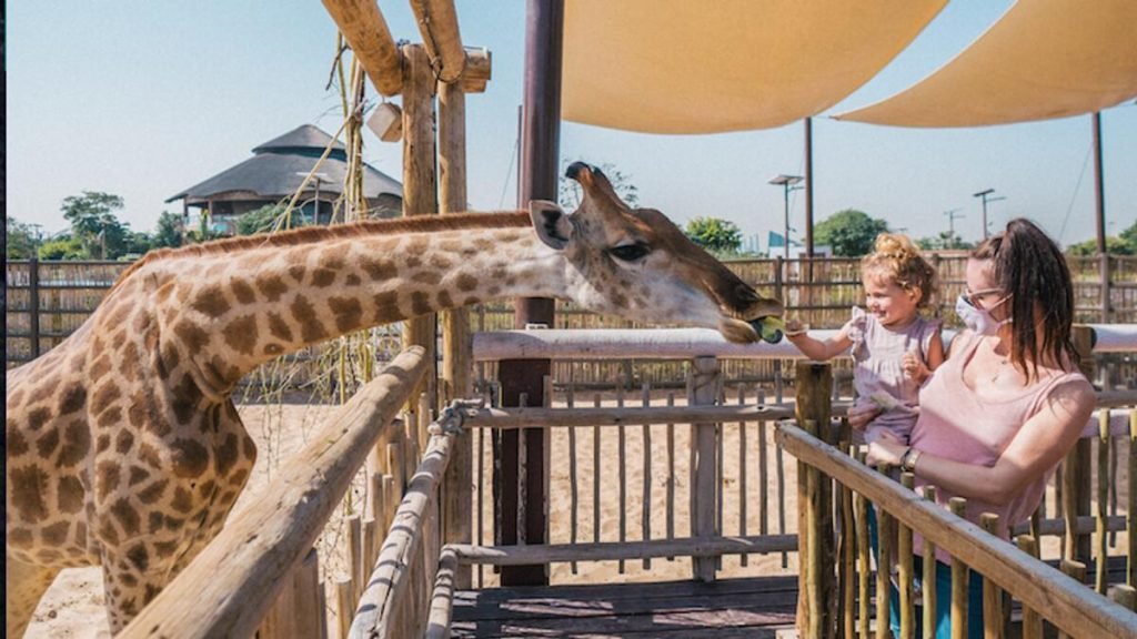 Kids Farm at Safari Park Dubai 