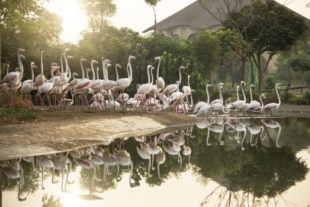 Alwadi Farm at Safari Park Dubai 