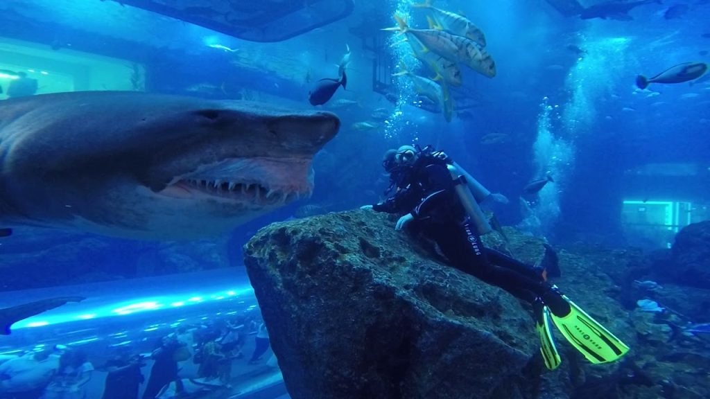 Underwater Zoo