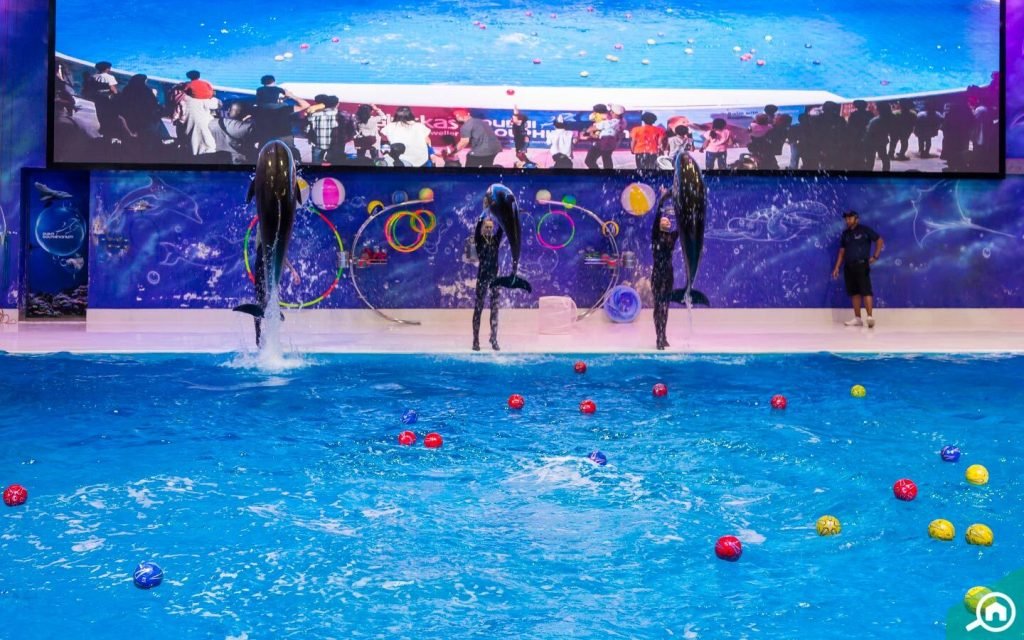 Dubai Dolphinarium 2023 – Bird, Dolphin, and Seal Show for Enjoyment