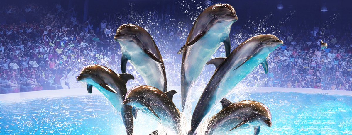 Dubai Dolphinarium 2023 – Bird, Dolphin, And Seal Show For Enjoyment