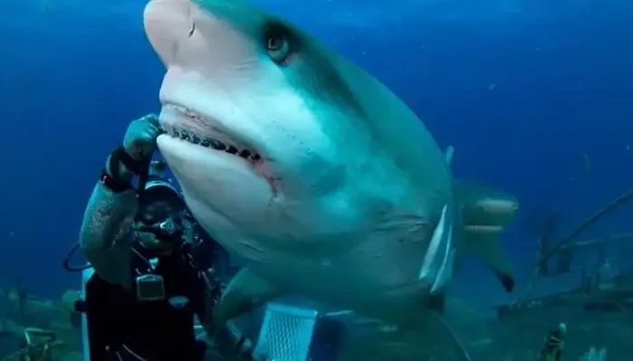 Underwater World of Dubai Aquarium 2023 | Have Fun at Underwater Zoo