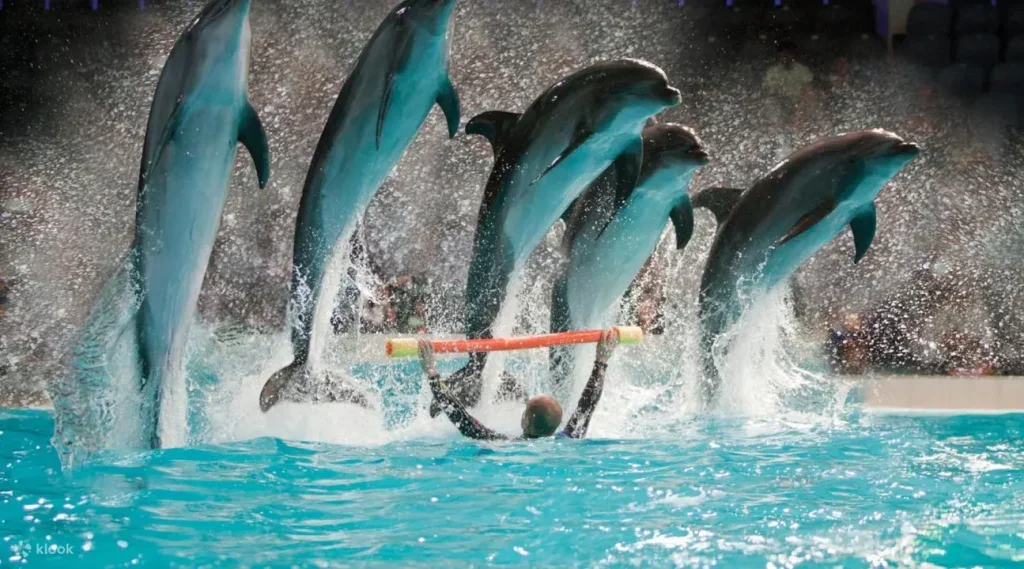 Dubai Dolphinarium 2023 – Bird, Dolphin, and Seal Show for Enjoyment