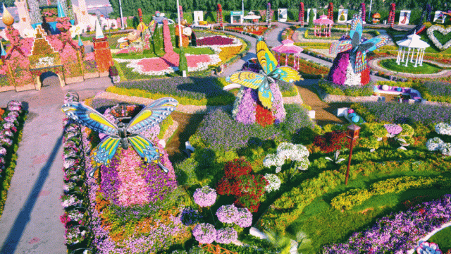 Dubai Butterfly Garden 2023 | Explore Diverse Beauty | All information you Need