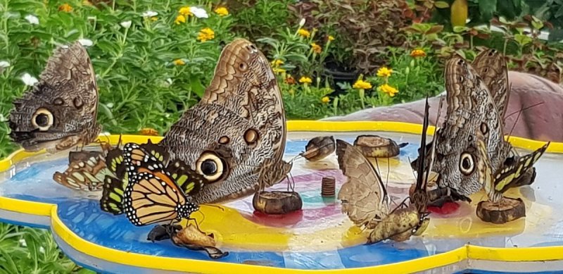 Dubai Butterfly Garden 2023 | Explore Diverse Beauty | All information you Need