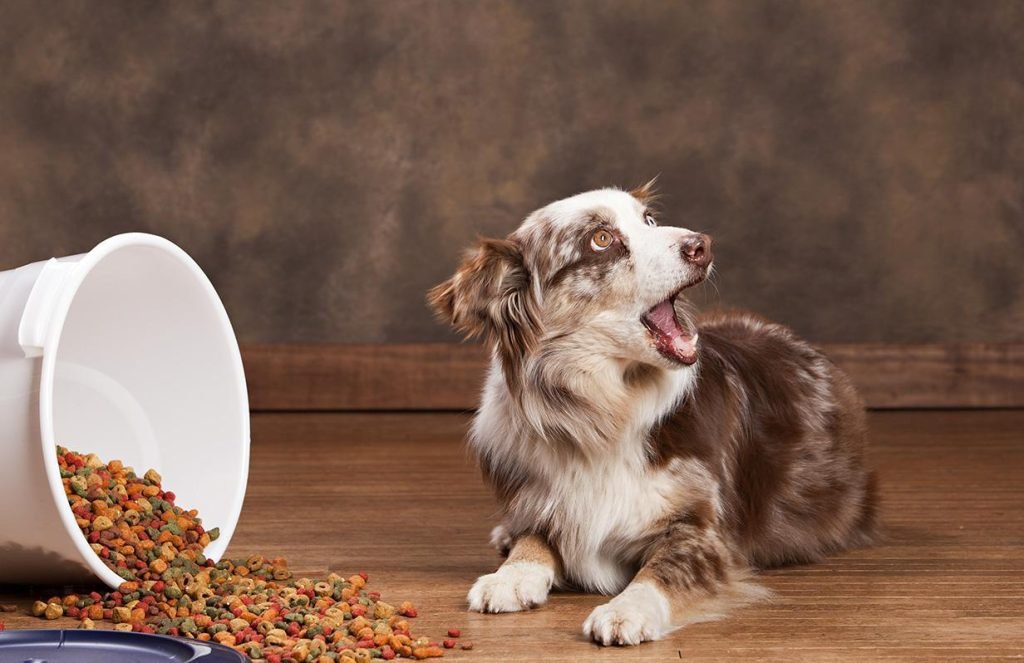 Pet Stores in Dubai