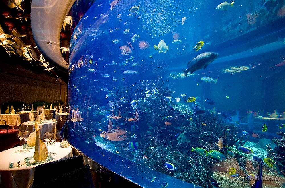 3 Best Underwater Restaurants In Dubai For Luxurious Dining | You Will Regret If You Do Not Visit