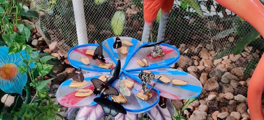 Dubai Butterfly Garden 2023 | Explore Diverse Beauty | All information you Need