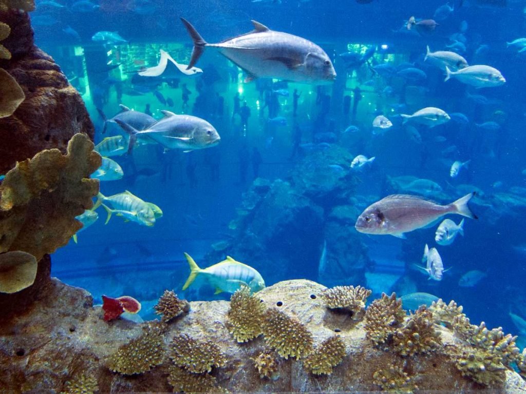 <strong>Sharjah Aquarium - Discover the Wonderful Secret World of Deep-Sea Life - Complete Guide 2023</strong>