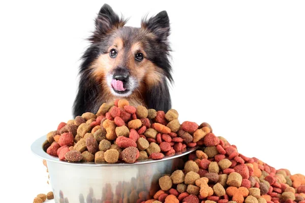 5 Best Pet Stores In Dubai | Pet Foods And Grooming For Pet Lovers | Have Happy And Healthy Pet 