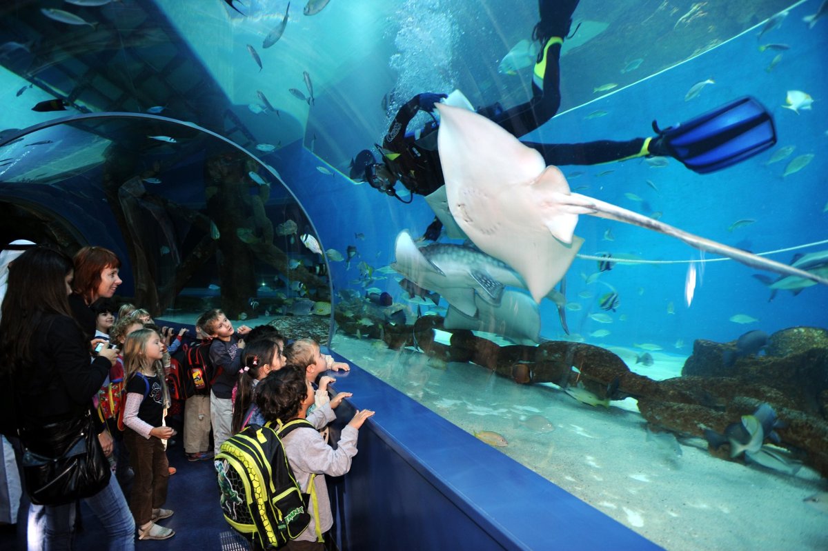 Sharjah Aquarium - Discover The Wonderful Secret World Of Deep-Sea Life - Complete Guide 2023