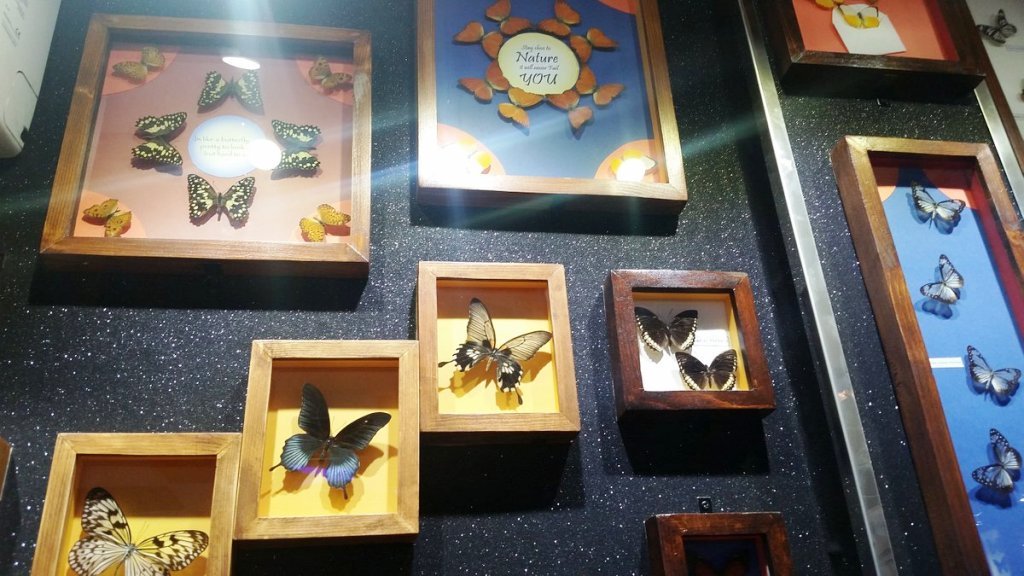 Dubai Butterfly Garden 2023 | Explore Diverse Beauty | All information you Need