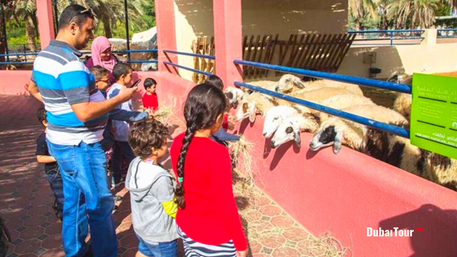 Sharjah Safari Park | 7 Must-Try Exciting Things to Know for Nature Lovers