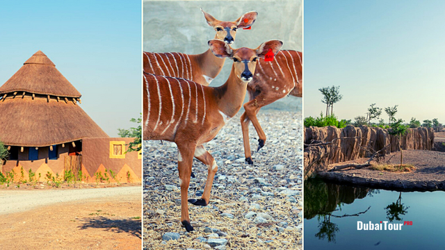 Sharjah Safari Park | 7 Must-Try Exciting Things To Know For Nature Lovers