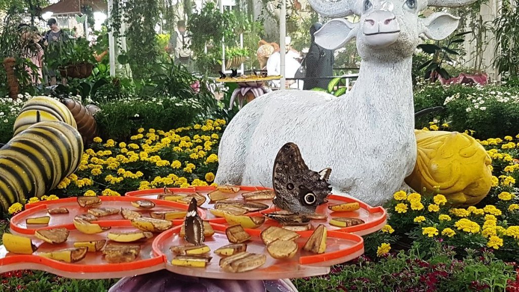 Dubai Butterfly Garden 