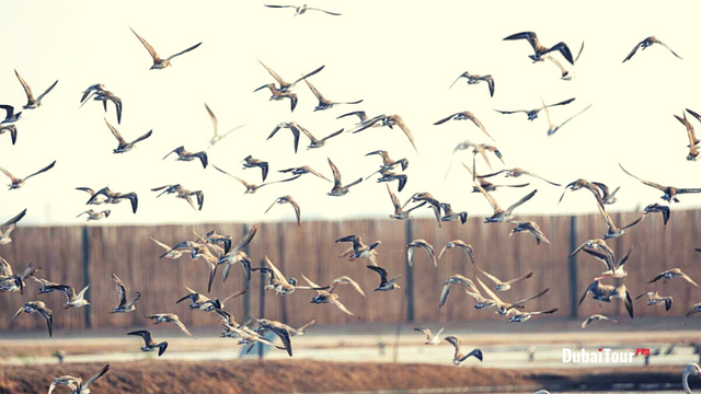 Sharjah Safari Park | 7 Must-Try Exciting Things to Know for Nature Lovers