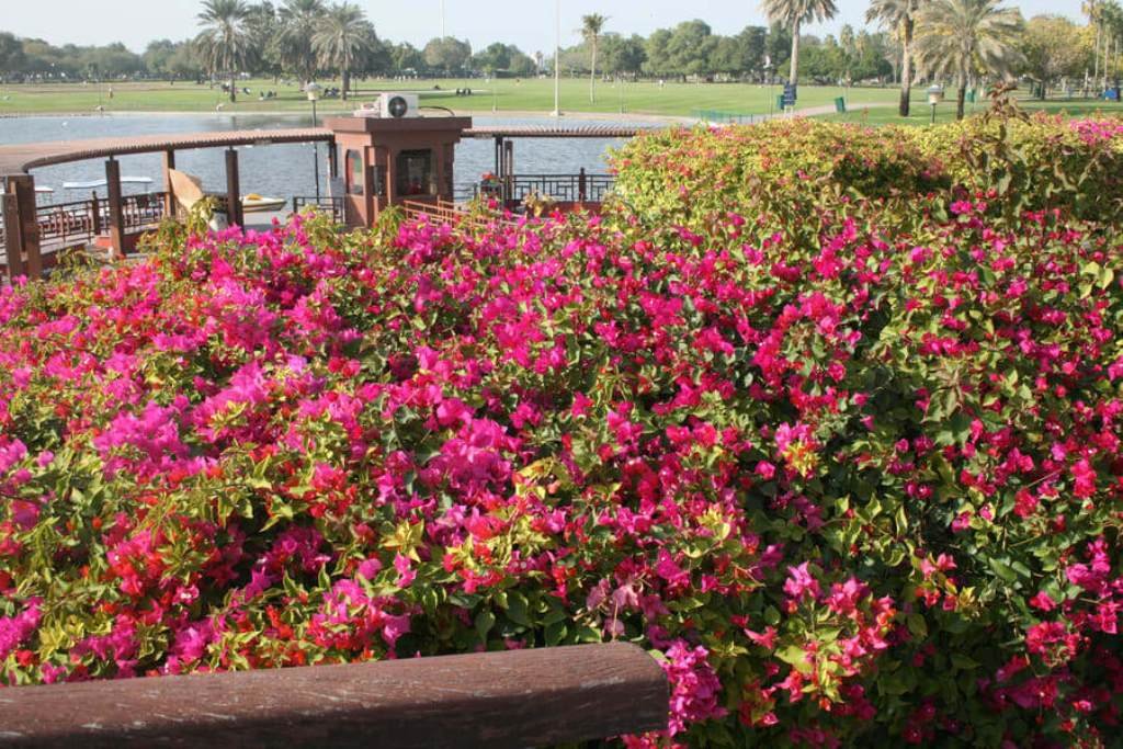 Safa Park Dubai: A Relaxing Getaway with Lakes, Play Areas, and More | Guide 2023
