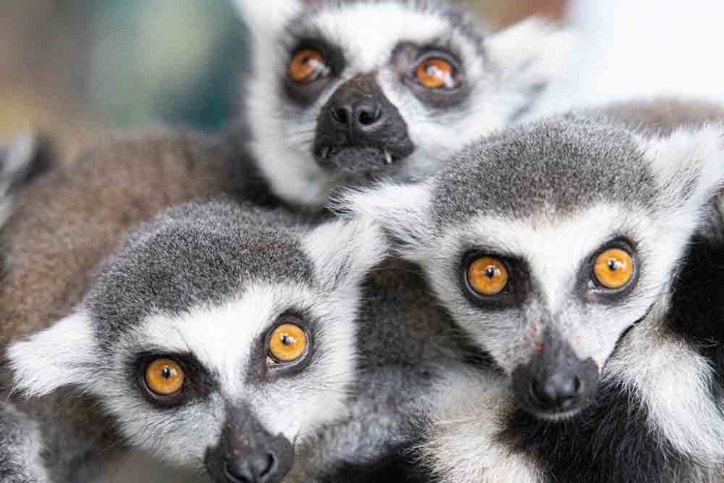 <strong>Green Planet Dubai | Marvels Indoor Rainforest Attraction Guide 2023  </strong>