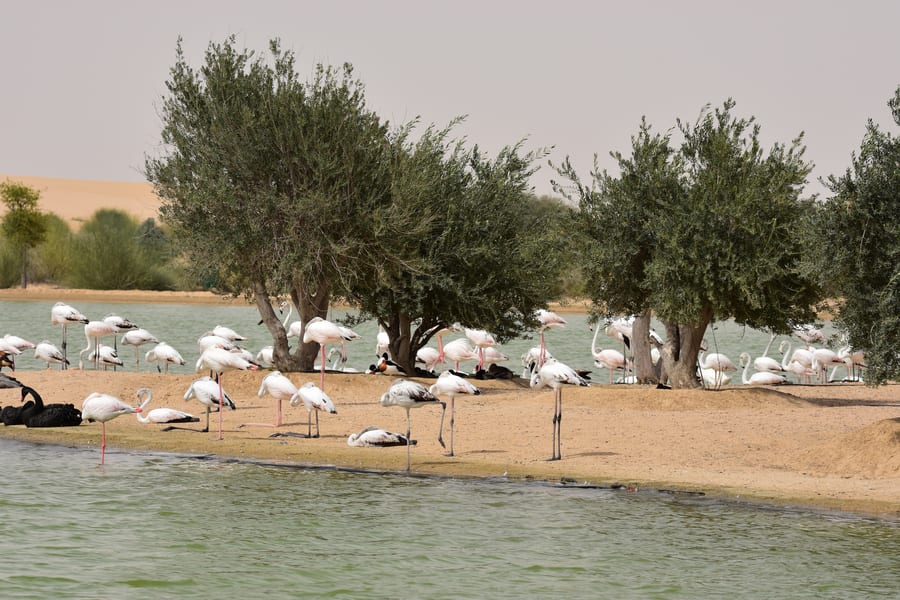 Visit Al Qudar Lake & Love Lake For Exotic Winter Experience In Dubai