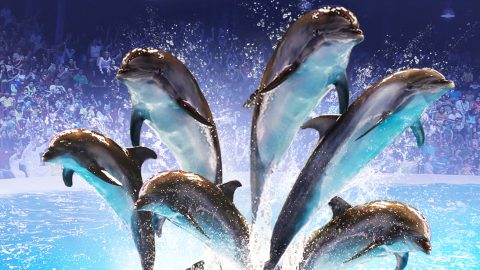 Dubai Dolphinarium 2023 – Bird, Dolphin, and Seal Show for Enjoyment