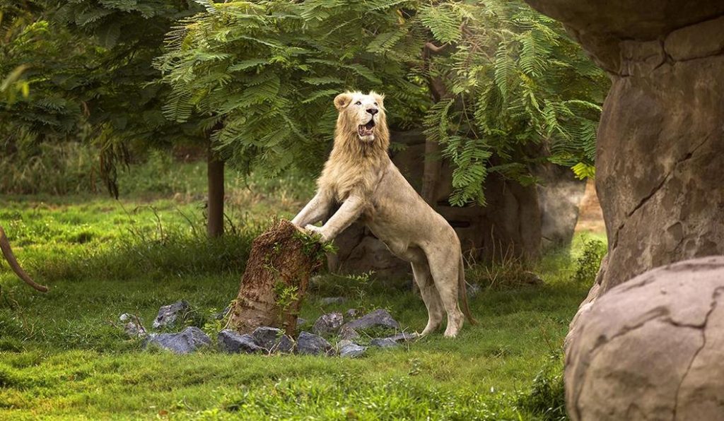 Lion at Safari Park Dubai 